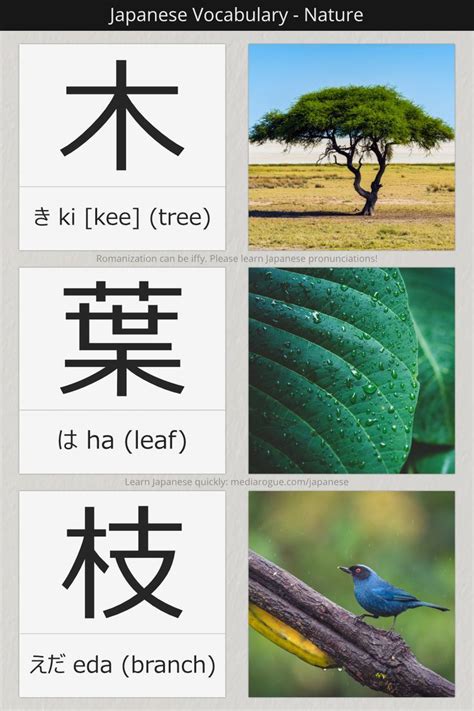 木英文|Chinese Word: 木